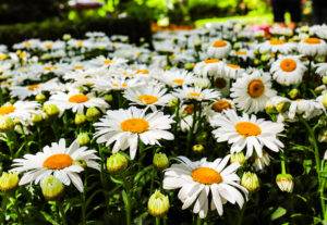 Leucanthemum vulgare