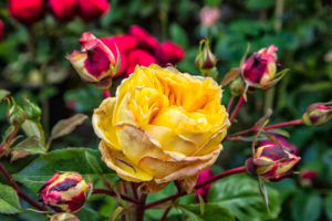 Rosa rampicante