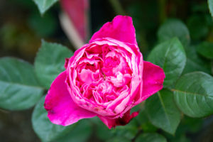 _MG_1065b