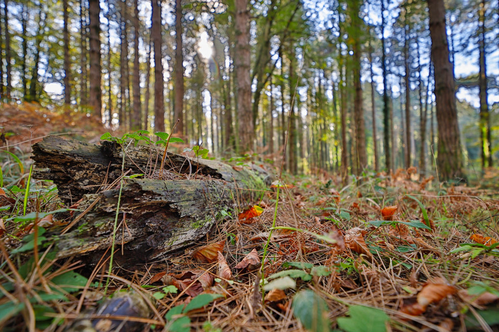 Shot of aspromonte