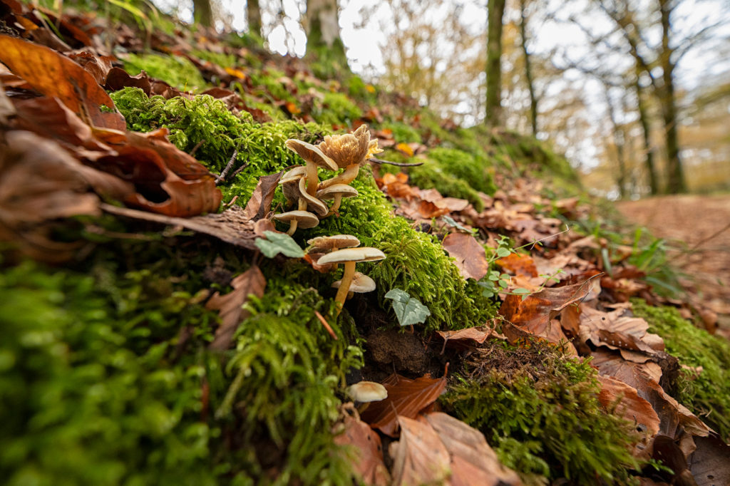 Hypholoma fasciculare